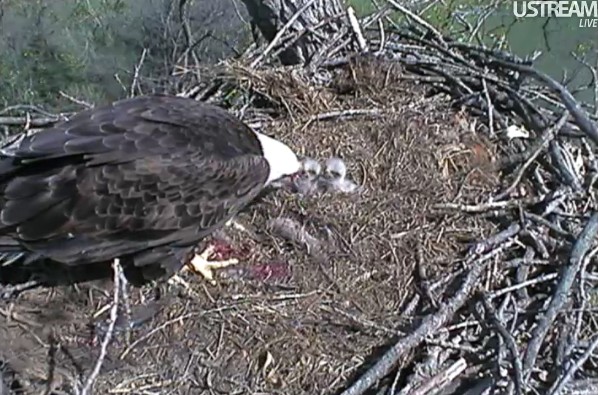 ScreenHunter_15 Apr. 01 13.49.jpg